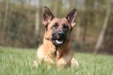 BERGER ALLEMAND 1278